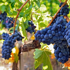 葡萄清洗小撇步 6步驟快速洗去農藥